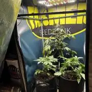 GanjaFarmer SponsorGrow