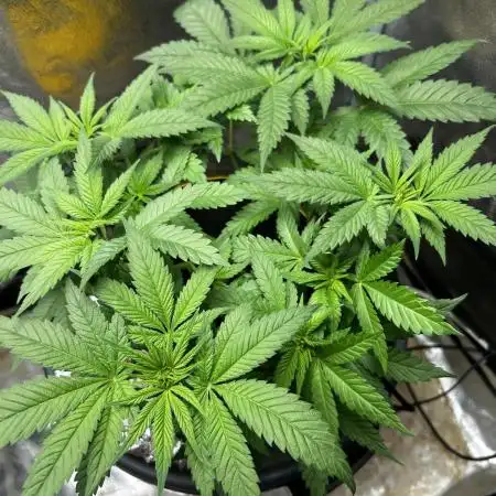 Bruce Banner Hydrogrow