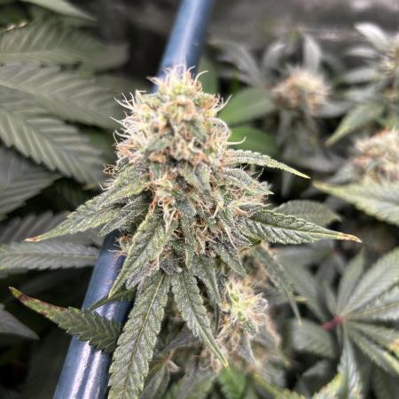 Bruce Banner Hydrogrow