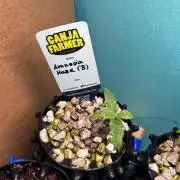 GanjaFarmer SponsorGrow