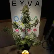 EYVA & Sweet Seeds Sponsorgrow