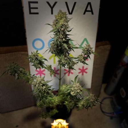 EYVA & Sweet Seeds Sponsorgrow