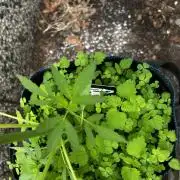 Gelato Grow