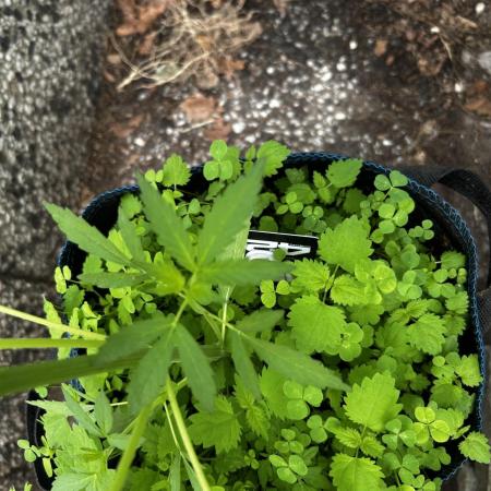Gelato Grow