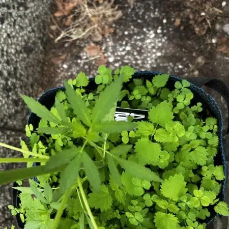 Gelato Grow
