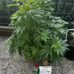 Sweet pure CBD