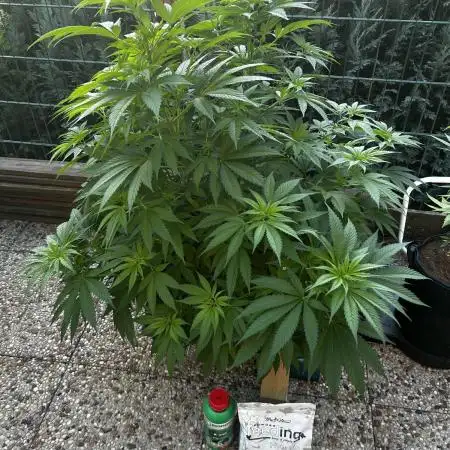 Sweet pure CBD