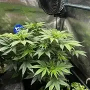 Positronics Seeds Testgrow (Eyva-Run)