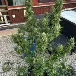 Zamnesia Amnesia Haze Automatik