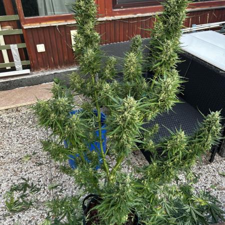 Zamnesia Amnesia Haze Automatik