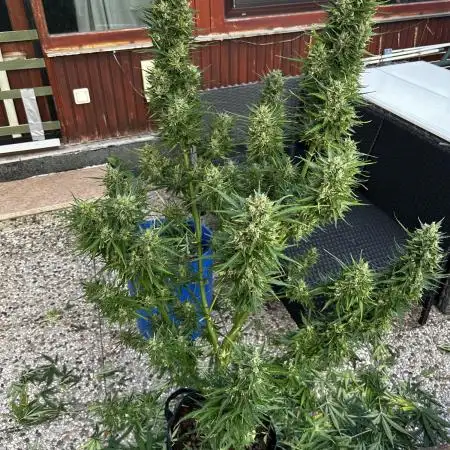Zamnesia Amnesia Haze Automatik