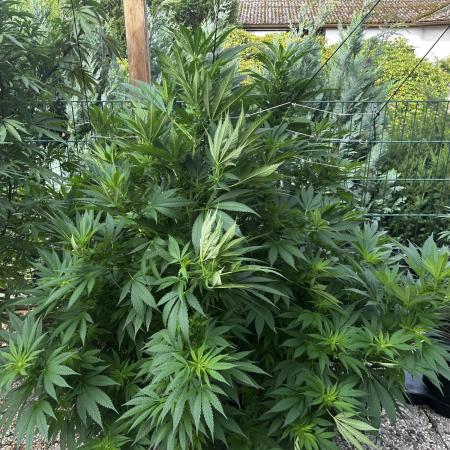 Sweet pure CBD