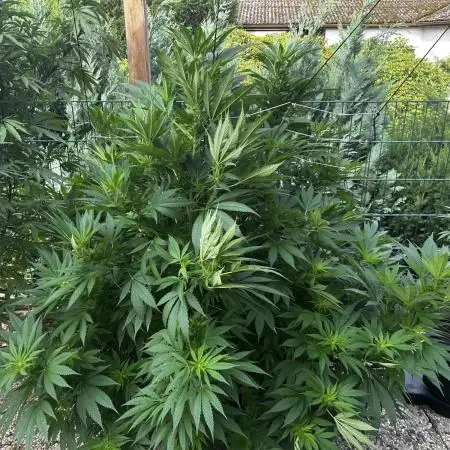 Sweet pure CBD