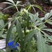 Gelato Grow
