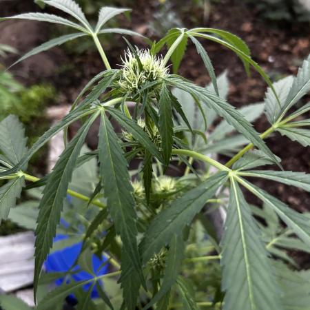 Gelato Grow