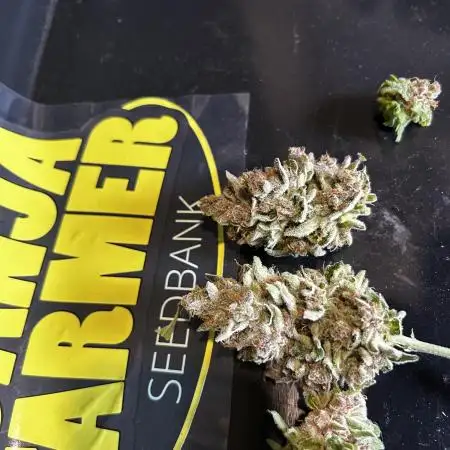 Ganja Farmer „Slurricane“