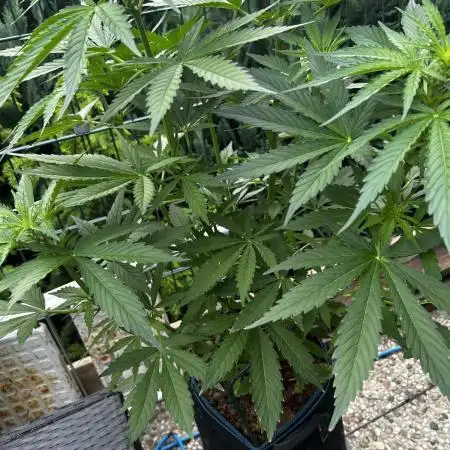 Zamnesia White Widow Automatik F1