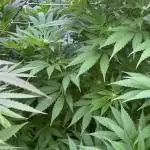 Sweet pure CBD