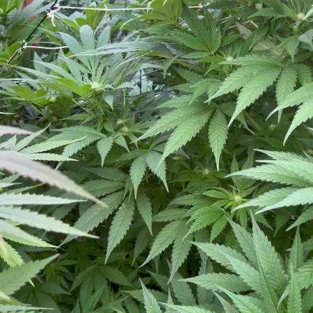 Sweet pure CBD