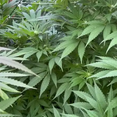 Sweet pure CBD