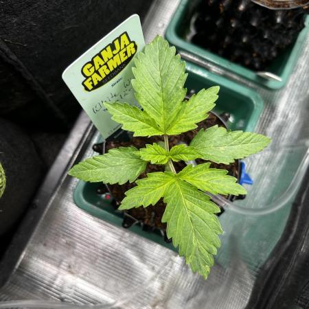 Local Ganja Farm
