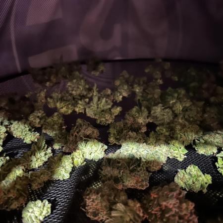 Bruce Banner Hydrogrow