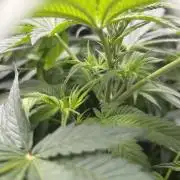 Positronics Seeds Testgrow (Eyva-Run)