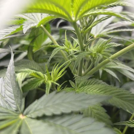 Positronics Seeds Testgrow (Eyva-Run)