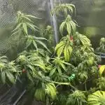 THCV Kannabia Seeds