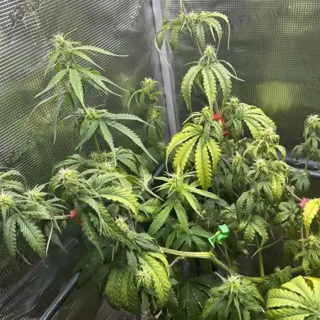 THCV Kannabia Seeds