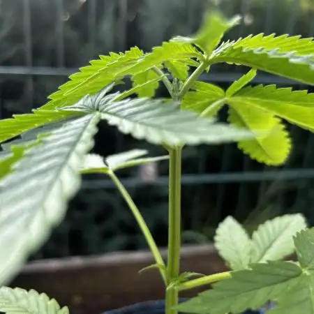 Godfather OG Auto