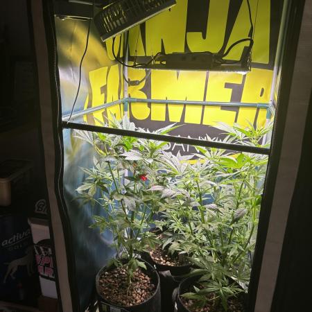 GanjaFarmer SponsorGrow