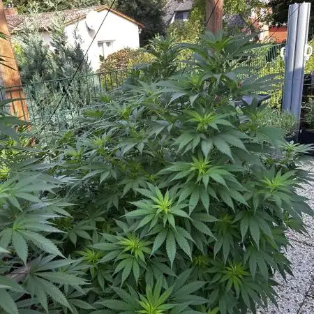 Sweet pure CBD