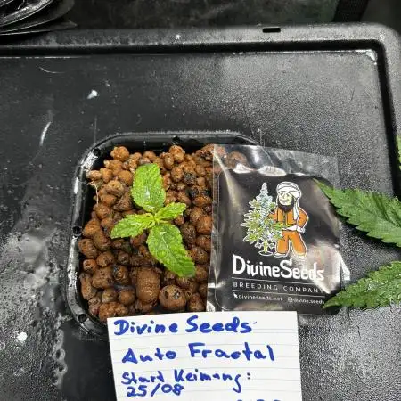 Divine seeds Auto Fractal