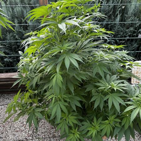 Sweet pure CBD