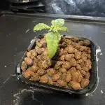 Divine seeds Auto Fractal