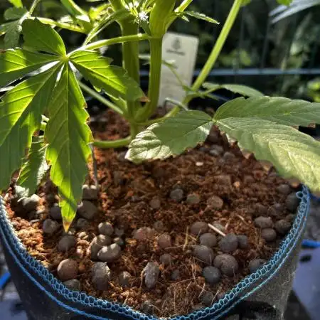 Zamnesia White Widow Automatik F1