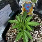 EYVA & Sweet Seeds Sponsorgrow