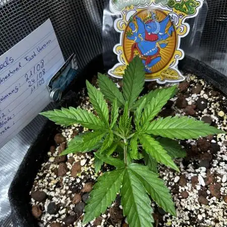 EYVA & Sweet Seeds Sponsorgrow
