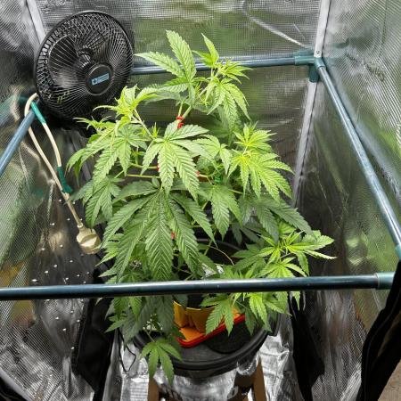 THCV Kannabia Seeds