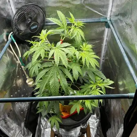 THCV Kannabia Seeds