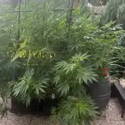 Local Ganja Farm