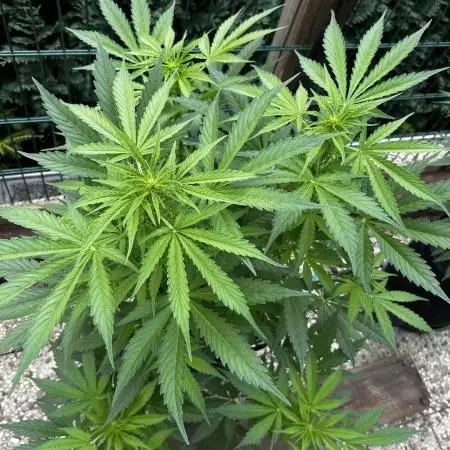 Ganja Farmer Jealousy Automatik