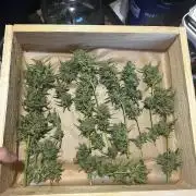 Gelato Grow