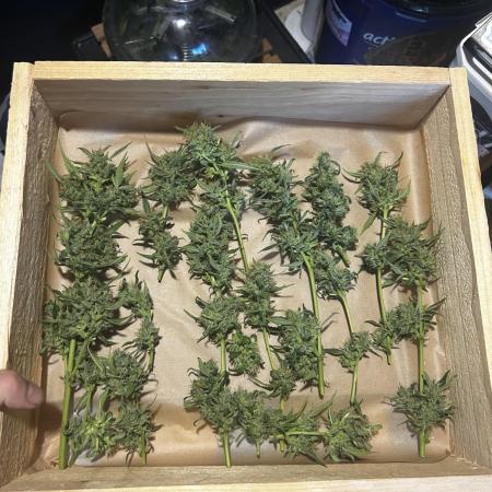 Gelato Grow