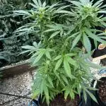 Godfather OG Auto
