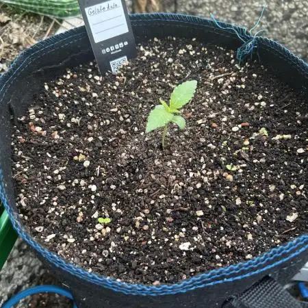 Gelato Grow