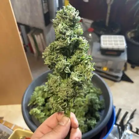 Ganja Farmer Jealousy Automatik