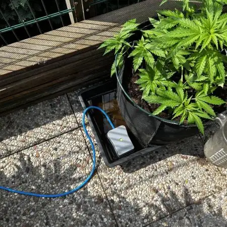 Sweet pure CBD