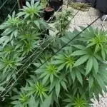 Sweet pure CBD